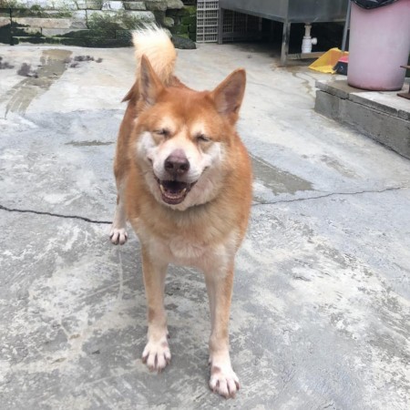麥哥利