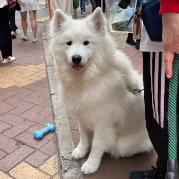 威廉