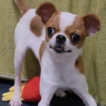 豆豆