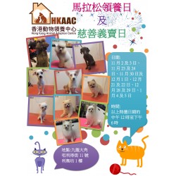 香港動物領養中心X利奧坊馬拉松領養日