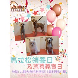 香港動物領養中心X利奧坊馬拉松領養日