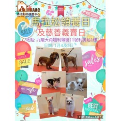 香港動物領養中心X利奧坊馬拉松領養日